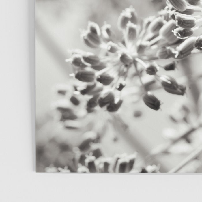 botanical abstract photograph no. 6 - black and white photography modern floral Poster Gallery Image 3