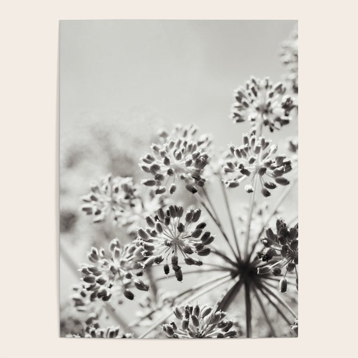 botanical abstract photograph no. 6 - black and white photography modern floral Poster Gallery Image 4