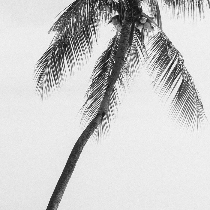 Palm Trees 16 Coffee Mug Gallery Image 2