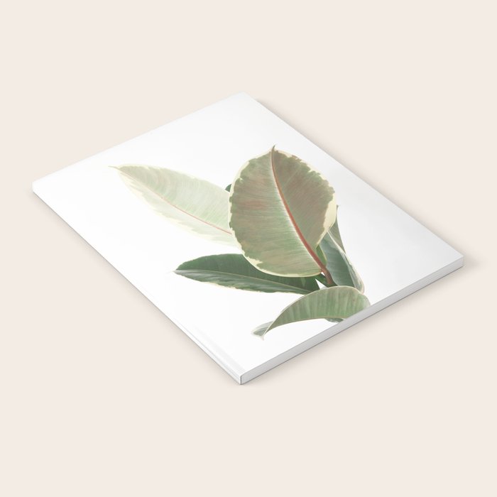 Ficus Teneke Notebook Gallery Image 1