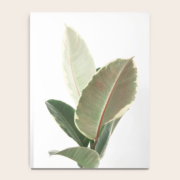 Ficus Teneke Notebook Gallery Image 4