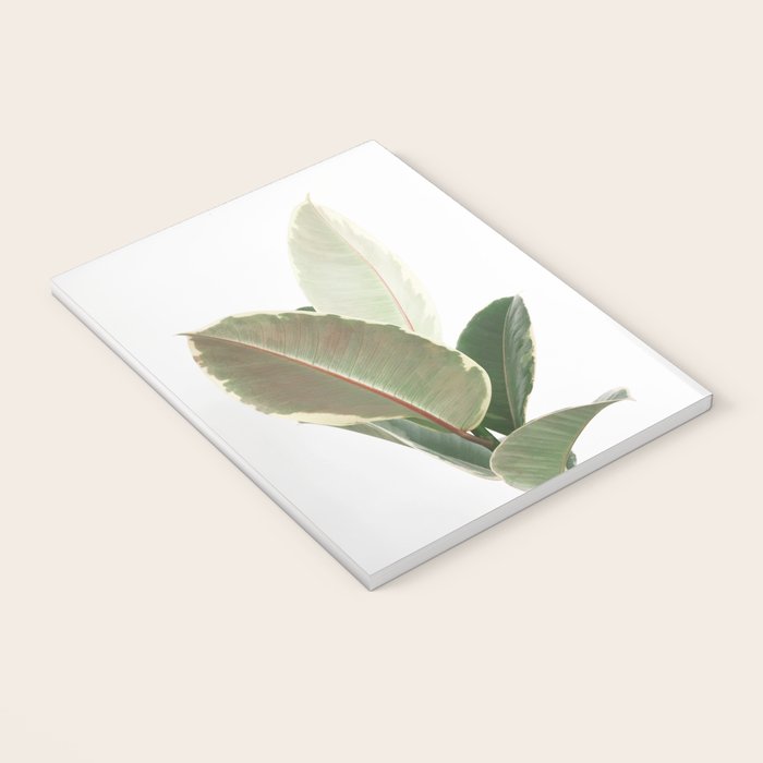 Ficus Teneke Notebook Gallery Image 3