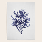 Seaweed 8 Poster Gallery Image 4