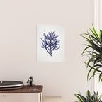 Seaweed 8 Poster Gallery Image 2
