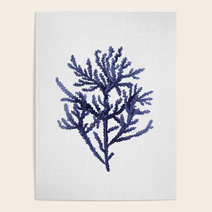 Seaweed 8 Poster Gallery Image 1