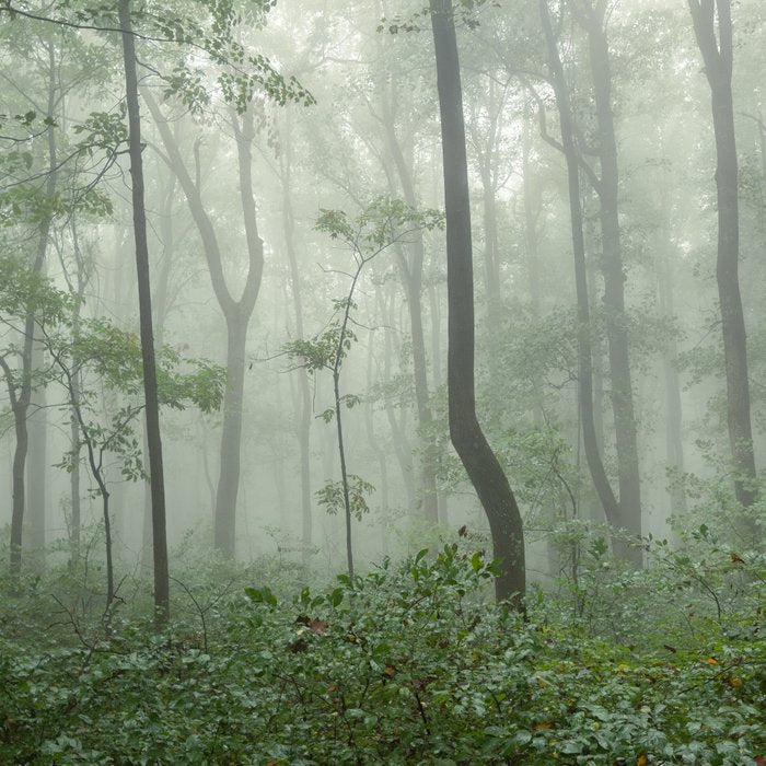 Smoky Mountain Summer Forest - National Park Nature Photography Coffee Mug Gallery Image 2