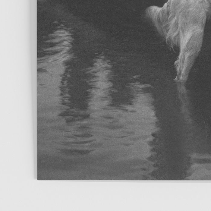 Dogs on a boat black and white canine photograph portrait - photographs - photography Poster Gallery Image 3