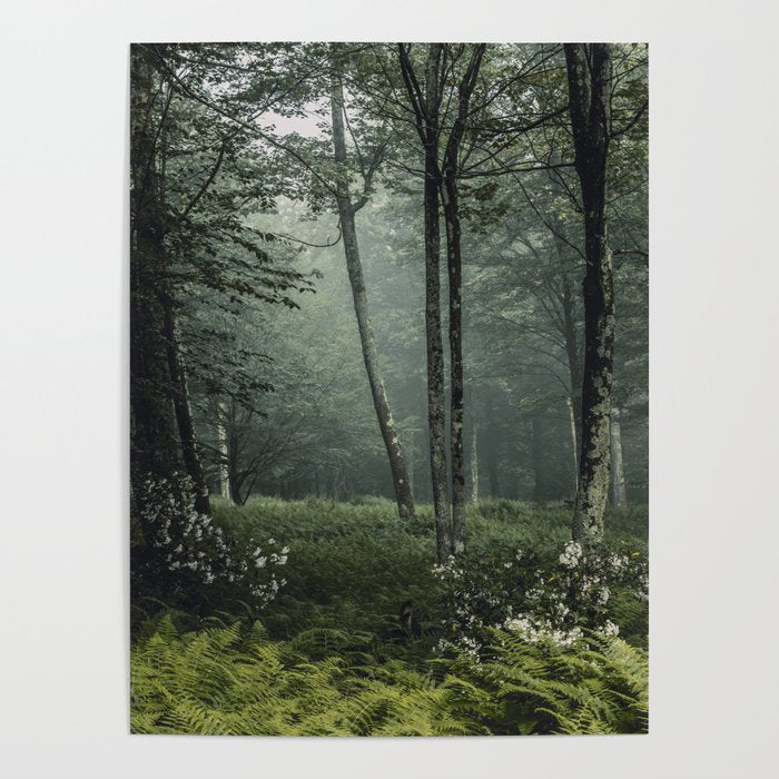 Forest Melody - Appalachian Mountains  Poster Gallery Image 2
