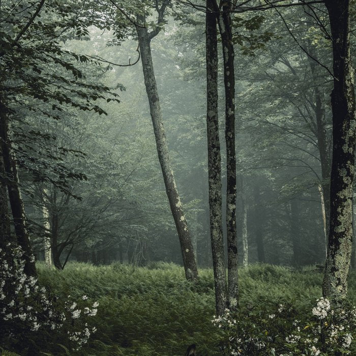 Forest Melody - Appalachian Mountains  Coffee Mug Gallery Image 2