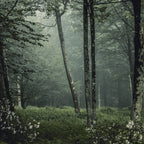 Forest Melody - Appalachian Mountains  Coffee Mug Gallery Image 2