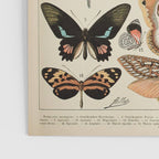 Papillon II Vintage French Butterfly Chart by Adolphe Millot Poster Gallery Image 3