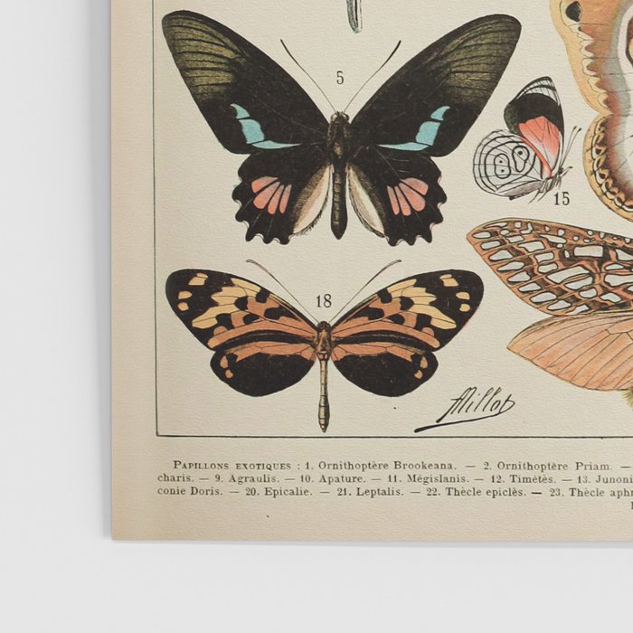 Papillon II Vintage French Butterfly Chart by Adolphe Millot Poster Gallery Image 3