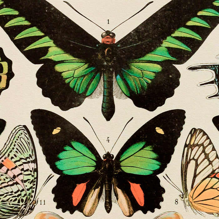 Papillon II Vintage French Butterfly Chart by Adolphe Millot Coffee Mug Gallery Image 2
