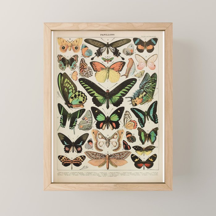 Papillon II Vintage French Butterfly Chart by Adolphe Millot Mini Art Print Gallery Image 1