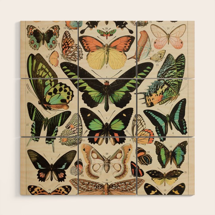 Papillon II Vintage French Butterfly Chart by Adolphe Millot Wood Wall Art Gallery Image 1