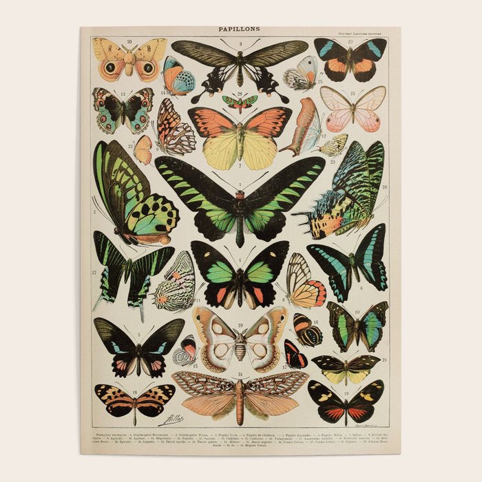 Papillon II Vintage French Butterfly Chart by Adolphe Millot Poster Gallery Image 1
