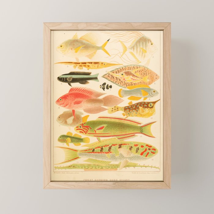 Fishes from âThe Great Barrier Reef of Australiaâ by William Saville Kent, 1893 Mini Art Print Gallery Image 1