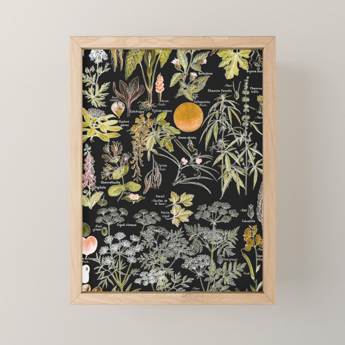 Adolphe Millot - Plantes dangereuses B (dangerous plants B) Mini Art Print Gallery Image 1