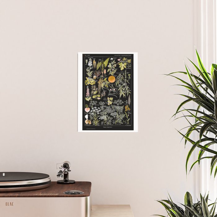 Adolphe Millot - Plantes dangereuses B (dangerous plants B) Poster Gallery Image 2