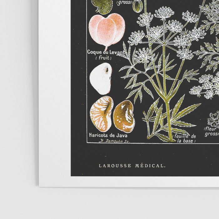 Adolphe Millot - Plantes dangereuses B (dangerous plants B) Poster Gallery Image 3