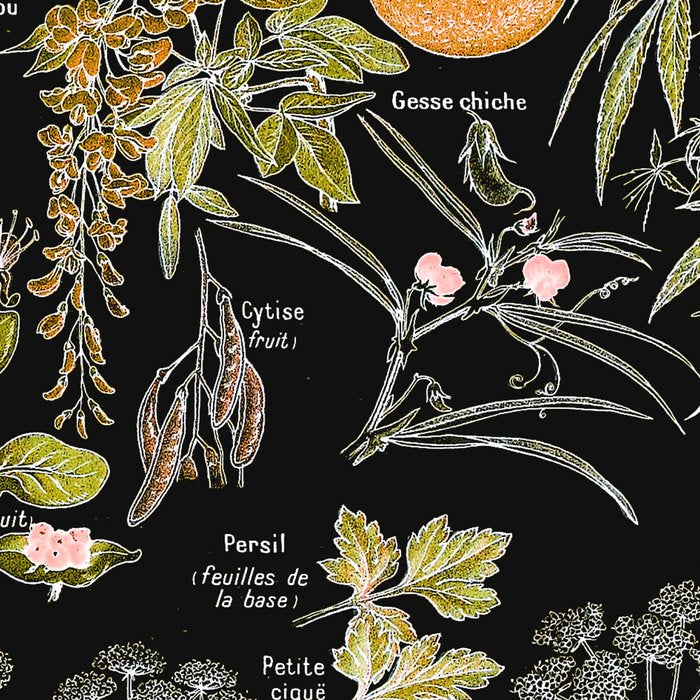 Adolphe Millot - Plantes dangereuses B (dangerous plants B) Coffee Mug Gallery Image 2