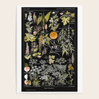 Adolphe Millot - Plantes dangereuses B (dangerous plants B) Poster Gallery Image 4