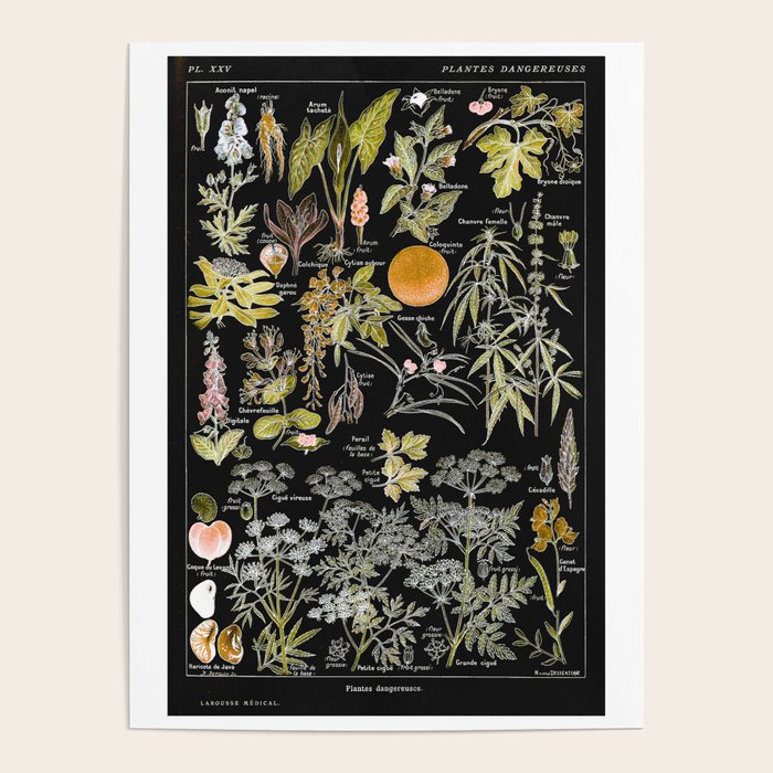 Adolphe Millot - Plantes dangereuses B (dangerous plants B) Poster Gallery Image 4