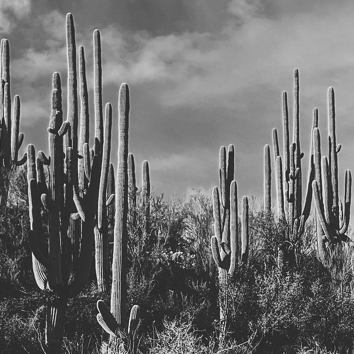 saguaro soiree Coffee Mug Gallery Image 2