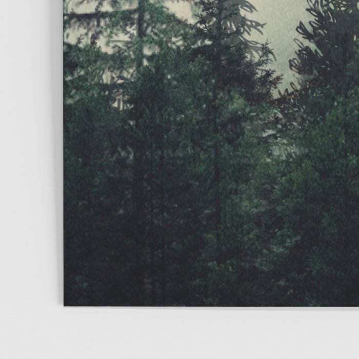 Foggy Pine Trees Poster Gallery Image 3