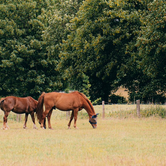 Cotswolds Horses in Rural Pasture Landscape Coffee Mug Gallery Image 2