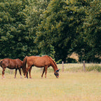 Cotswolds Horses in Rural Pasture Landscape Coffee Mug Gallery Image 2