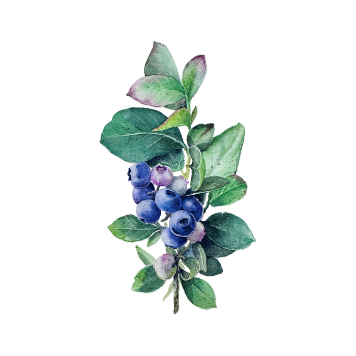 Blueberry branches painted in watercolor Coffee Mug Gallery Image 2