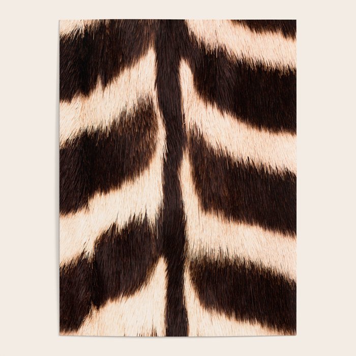 Zebra - zebra stripes -zebra skin - genuine - beautiful  Poster Gallery Image 4