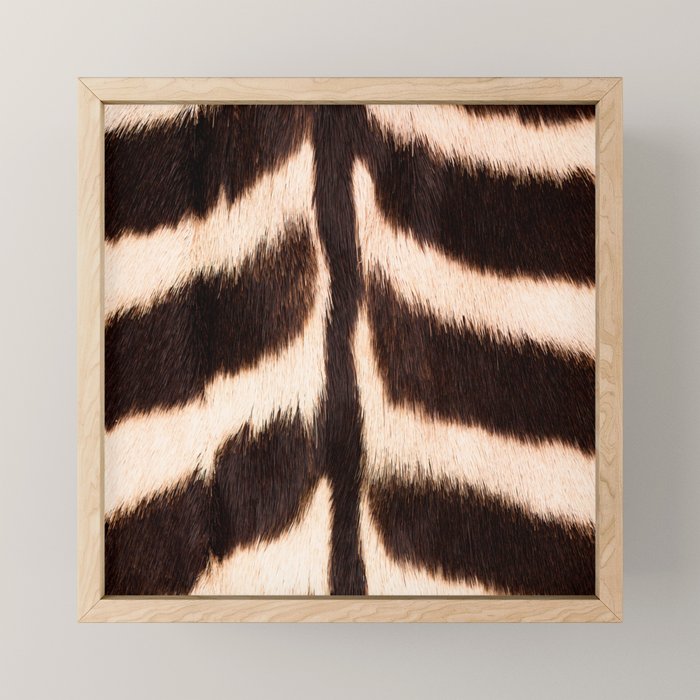 Zebra - zebra stripes -zebra skin - genuine - beautiful  Mini Art Print Gallery Image 1