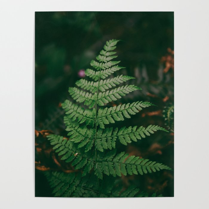 One Fern Poster Gallery Image 4