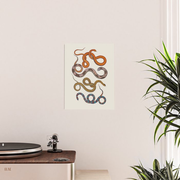 Albertus SEBA four snake scales  Poster Gallery Image 2