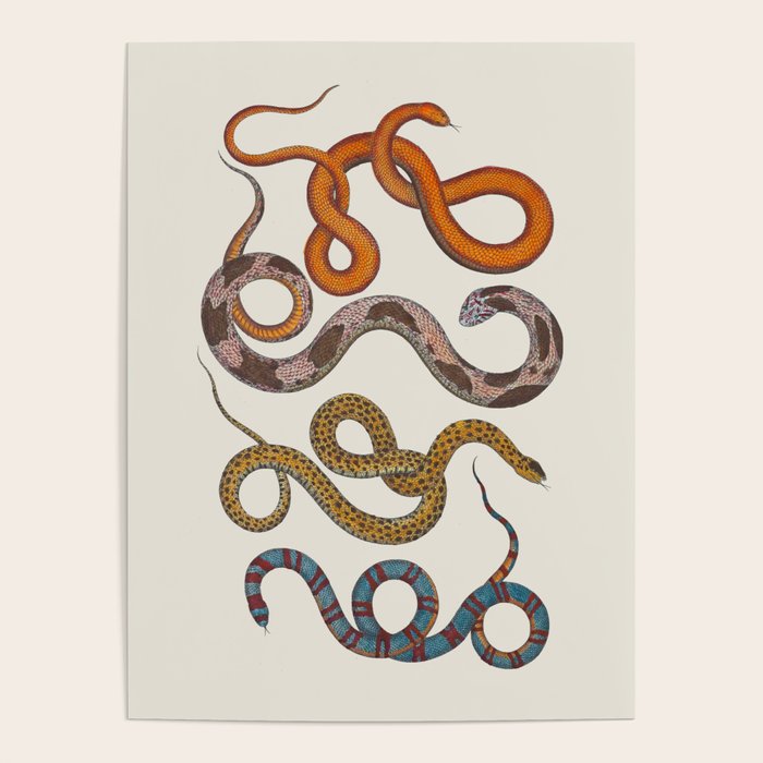 Albertus SEBA four snake scales  Poster Gallery Image 4