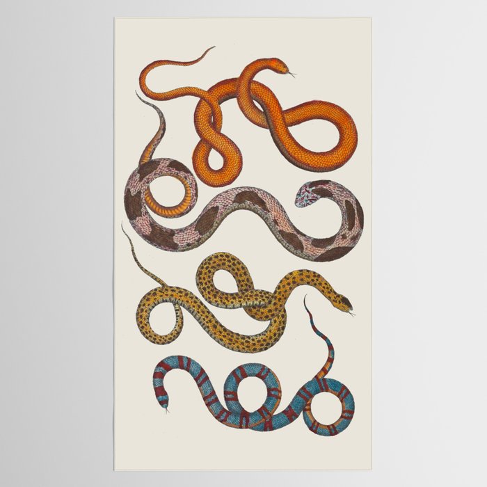 Albertus SEBA four snake scales  Tablecloth Gallery Image 2