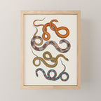 Albertus SEBA four snake scales  Mini Art Print Gallery Image 1