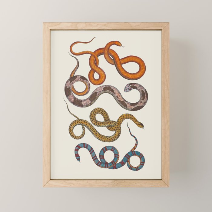 Albertus SEBA four snake scales  Mini Art Print Gallery Image 1
