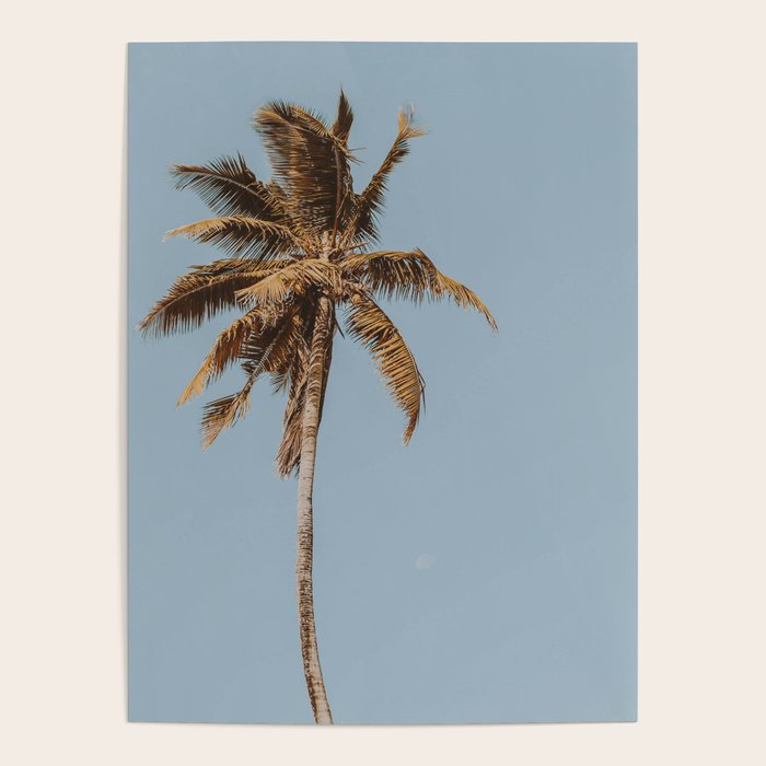 a palm tree iv Poster Gallery Image 4