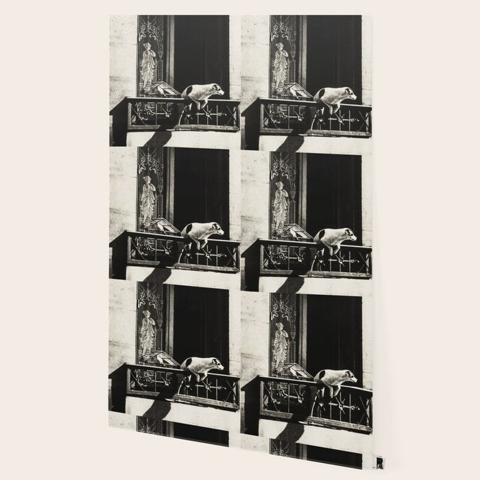 Paris, 1926, Dog out of Window Paris France black and white photograph Wallpaper Gallery Image 2