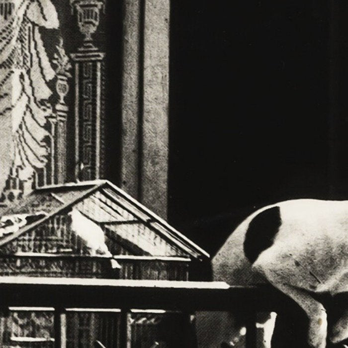 Paris, 1926, Dog out of Window Paris France black and white photograph Coffee Mug Gallery Image 2
