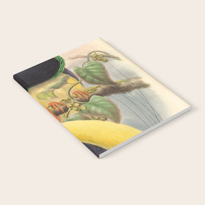 Birds-of-paradise (Seleucides Negricans) by John Gould, 1875-1888 (benefitting the Nature Conservancy) Notebook Gallery Image 2