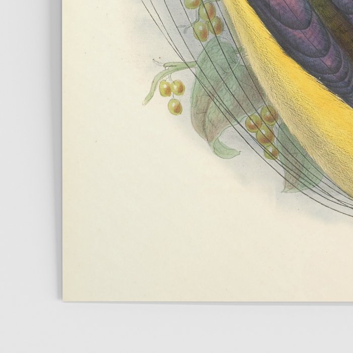 Birds-of-paradise (Seleucides Negricans) by John Gould, 1875-1888 (benefitting the Nature Conservancy) Poster Gallery Image 3