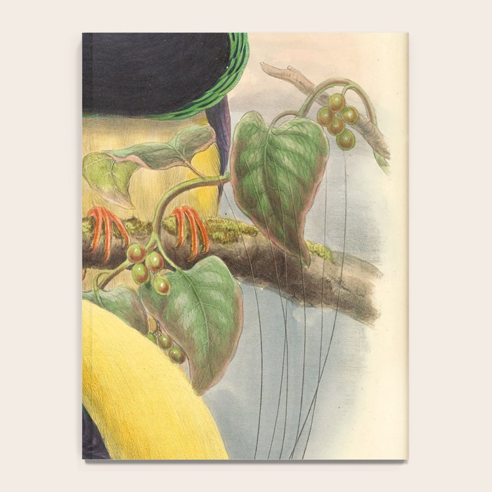 Birds-of-paradise (Seleucides Negricans) by John Gould, 1875-1888 (benefitting the Nature Conservancy) Notebook Gallery Image 4
