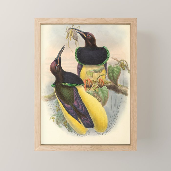 Birds-of-paradise (Seleucides Negricans) by John Gould, 1875-1888 (benefitting the Nature Conservancy) Mini Art Print Gallery Image 1
