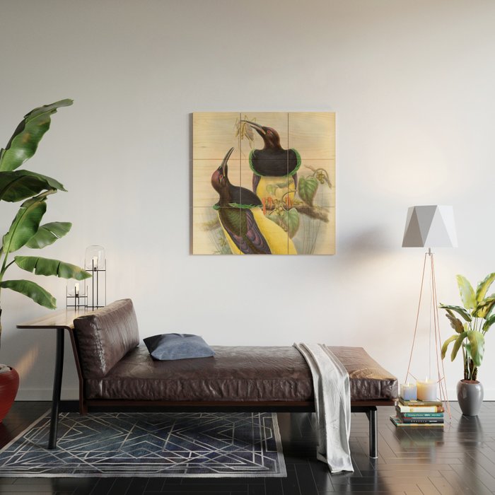 Birds-of-paradise (Seleucides Negricans) by John Gould, 1875-1888 (benefitting the Nature Conservancy) Wood Wall Art Gallery Image 2
