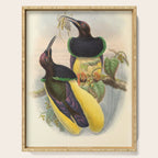 Birds-of-paradise (Seleucides Negricans) by John Gould, 1875-1888 (benefitting the Nature Conservancy) Serving Tray Gallery Image 1