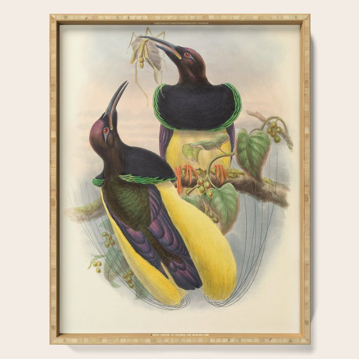 Birds-of-paradise (Seleucides Negricans) by John Gould, 1875-1888 (benefitting the Nature Conservancy) Serving Tray Gallery Image 1